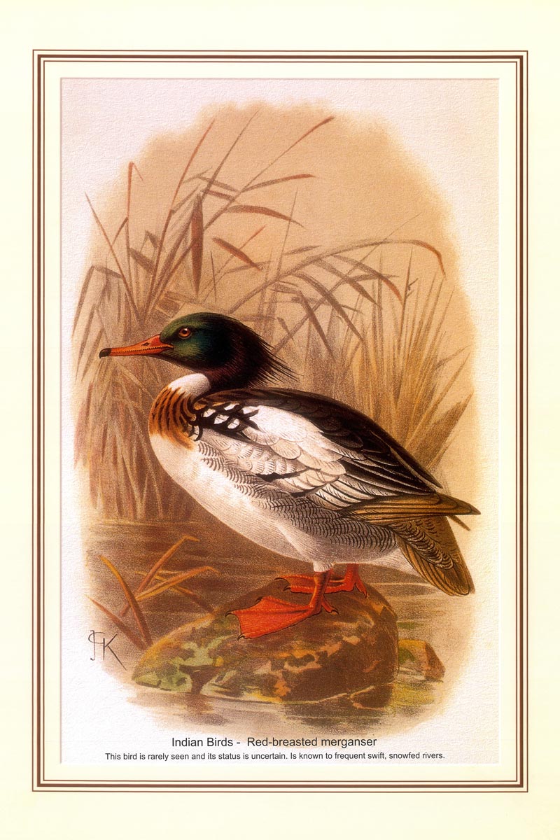 Indian Bird Series - Red-breasted merganser