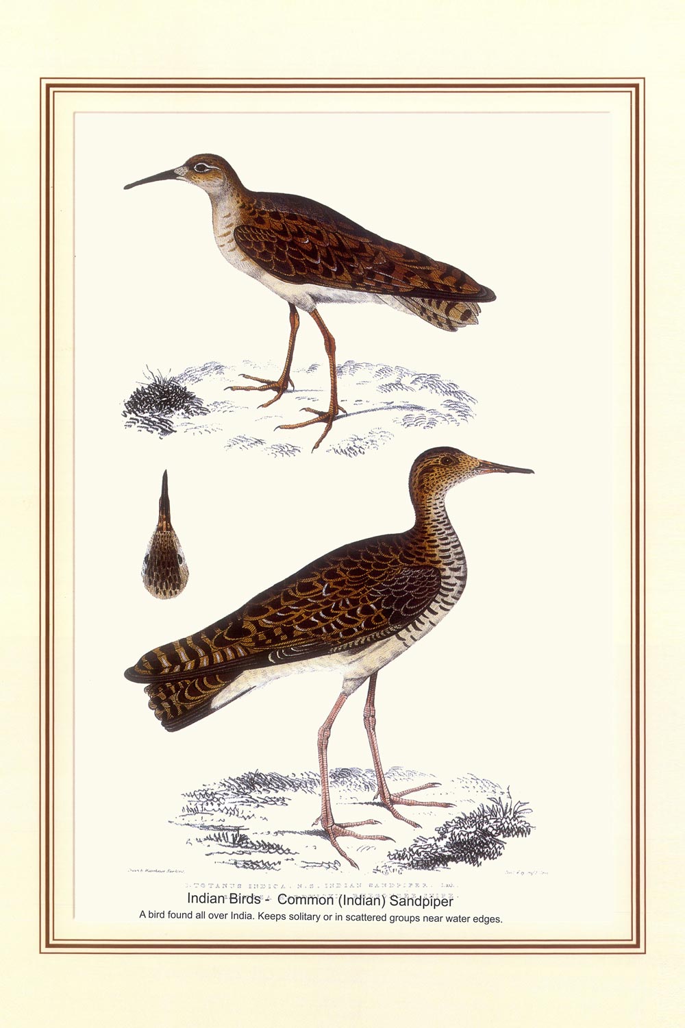 Indian Bird Series - Common (Indian) Sandpiper