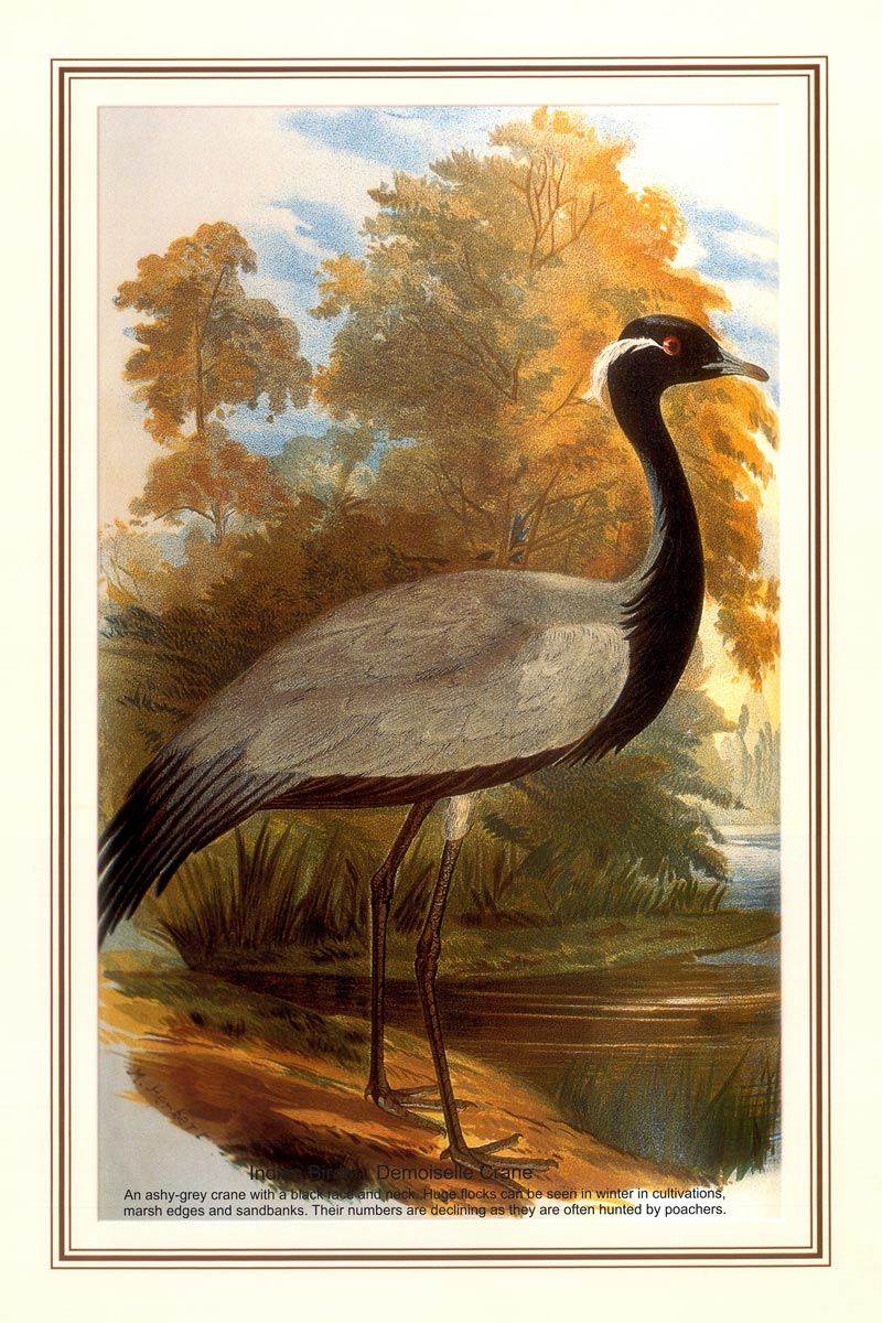 Indian Bird Series - Demoiselle Crane