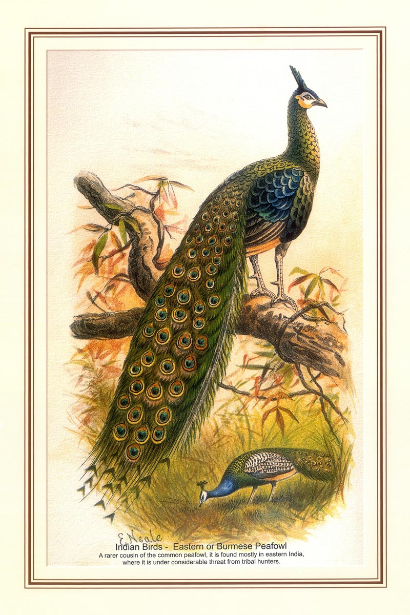 Indian Bird Series - Eastern or Burmese Peafowl