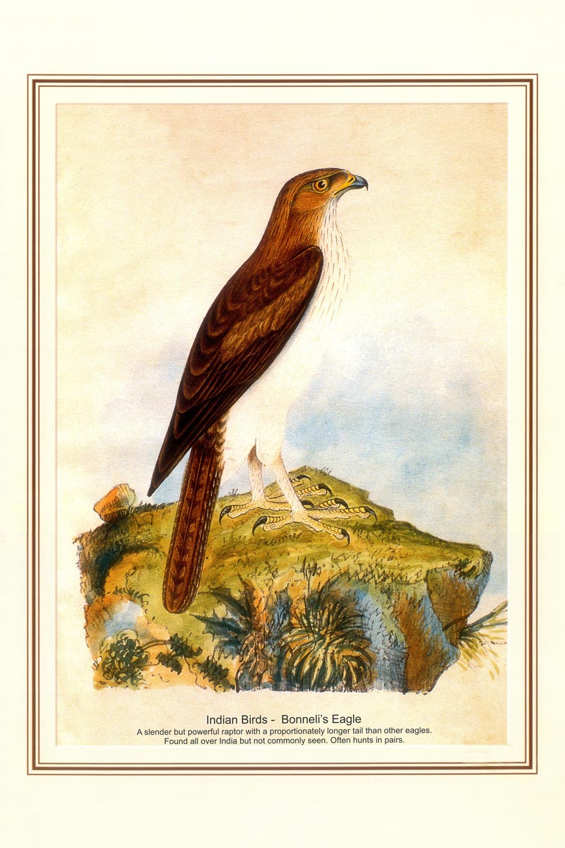 Indian Bird Series - Bonneli’s Eagle