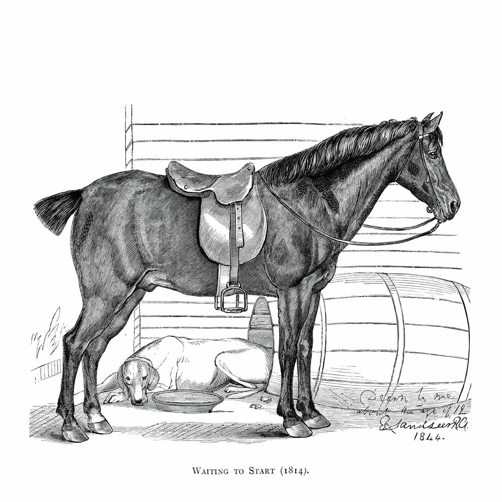 'Waiting To Start' Vintage Black & White Horse