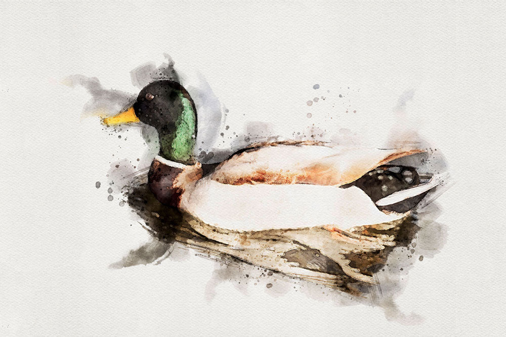 Mallard Bird