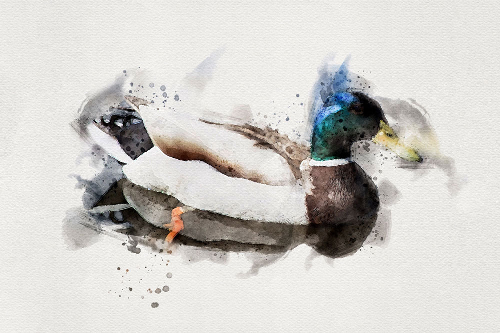 Mallard Bird