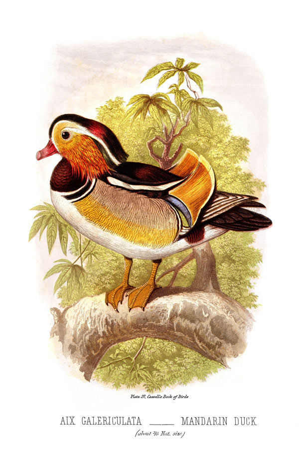 Mandarin Duck Burd