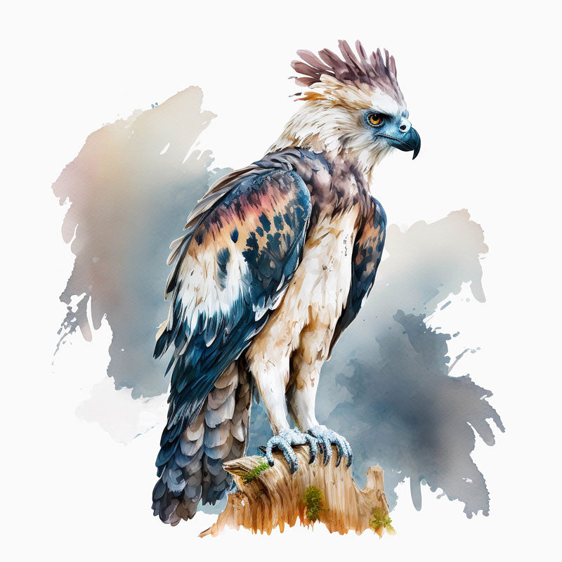 Philippine Hawk Eagle Bird