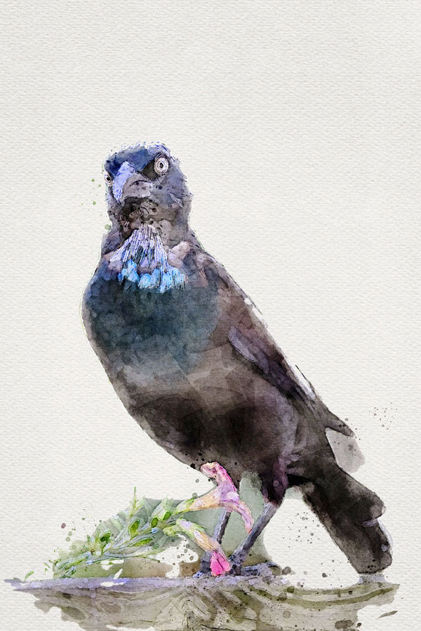 Raven Bird