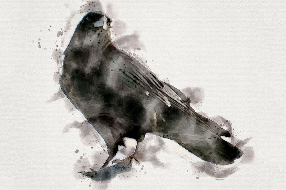 Raven Bird