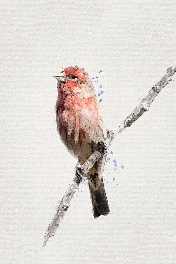 Red House Finch Bird
