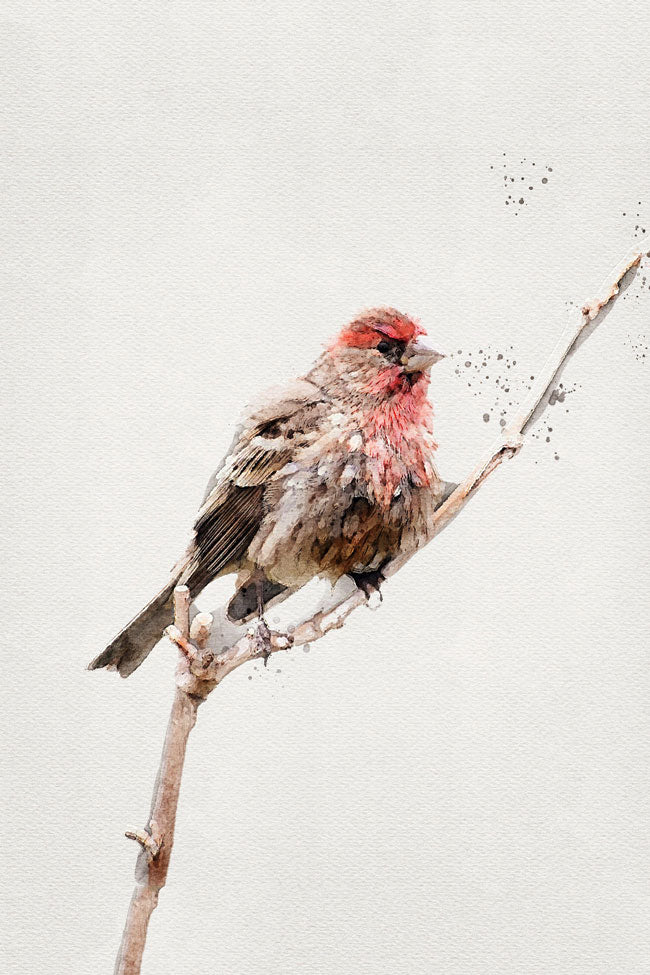 Red House Finch Bird