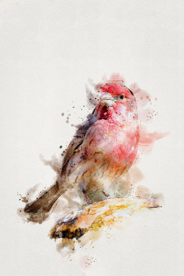 Red House Finch Bird