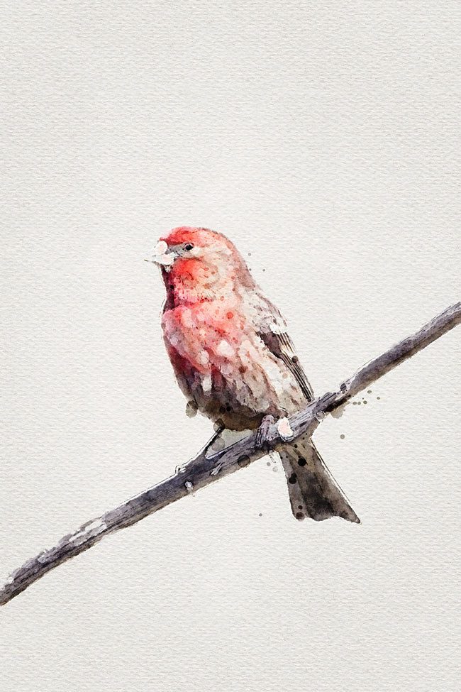 Red House Finch Bird