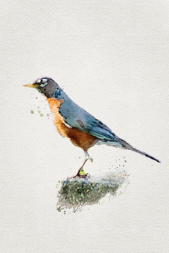Robin Bird