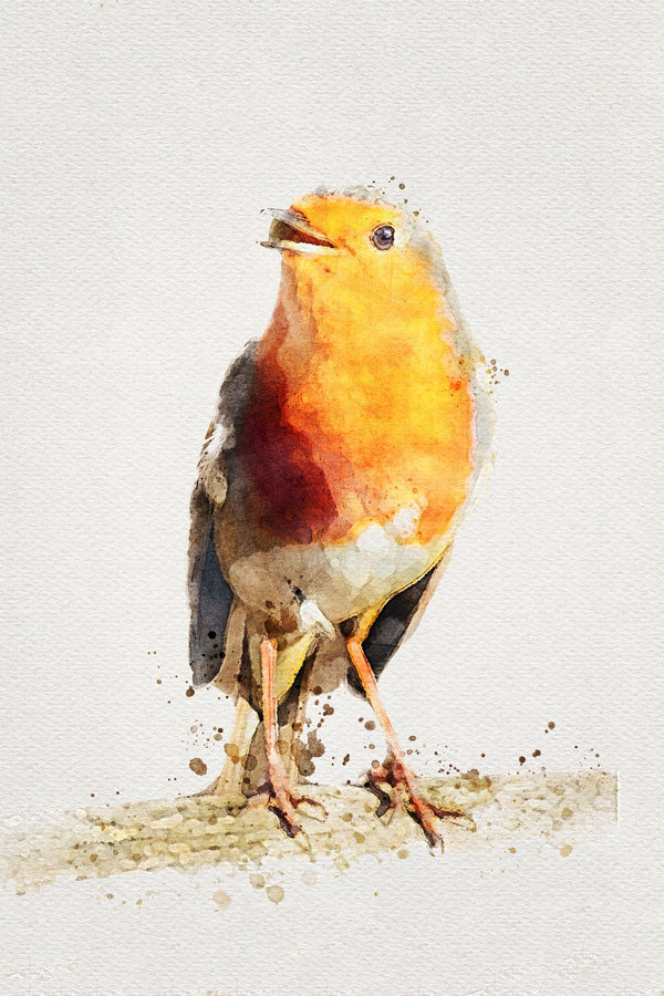 Robin Bird