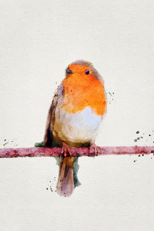 Robin Bird