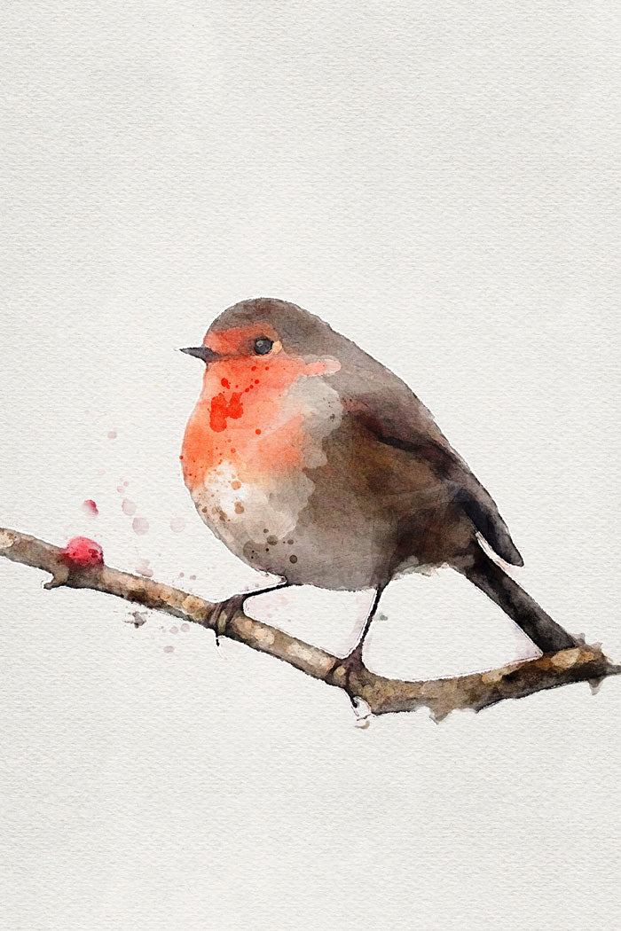 Robin Bird
