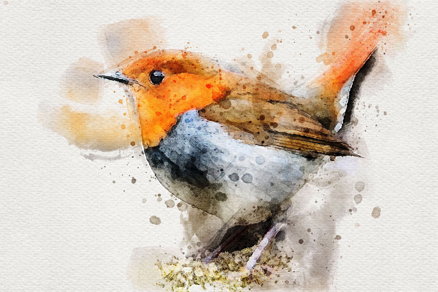Robin Bird