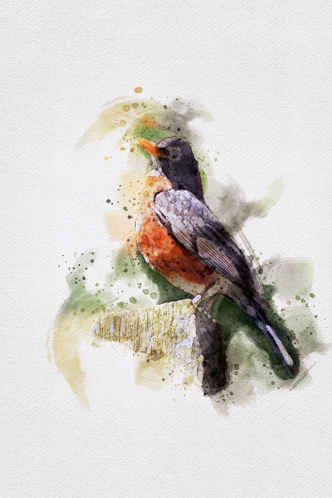 Robin