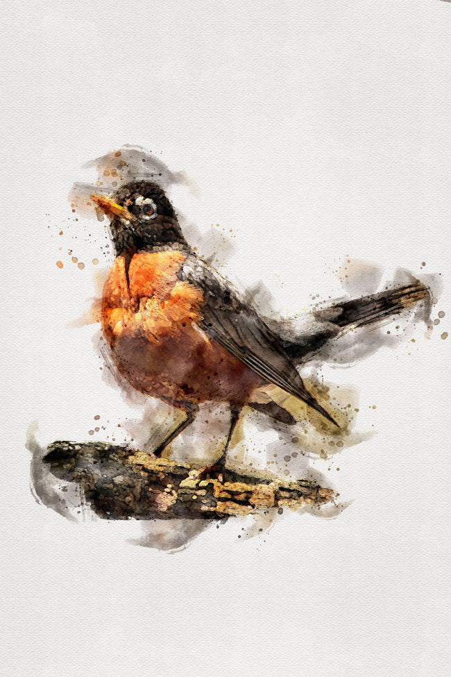 Robin Bird