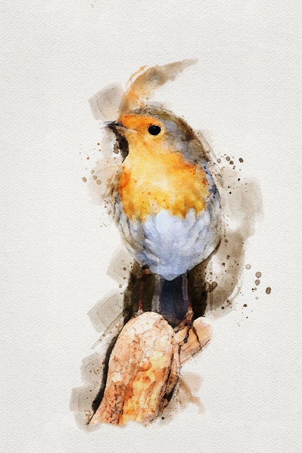 Robin Bird