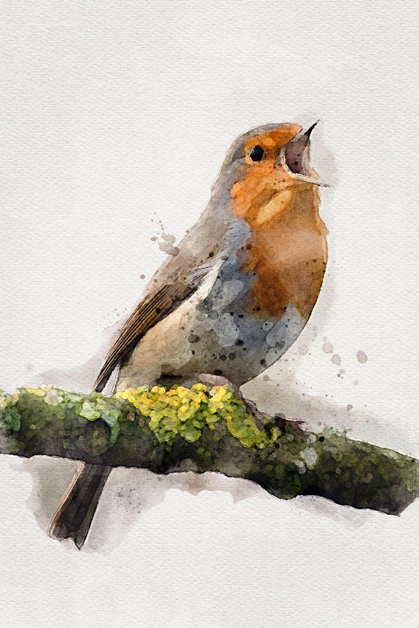 Robin Bird
