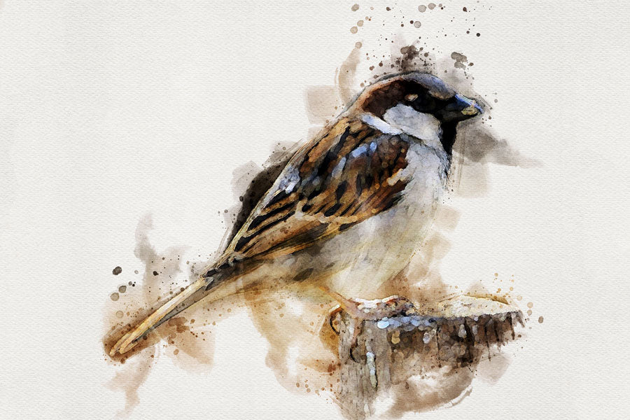 Sparrow Bird