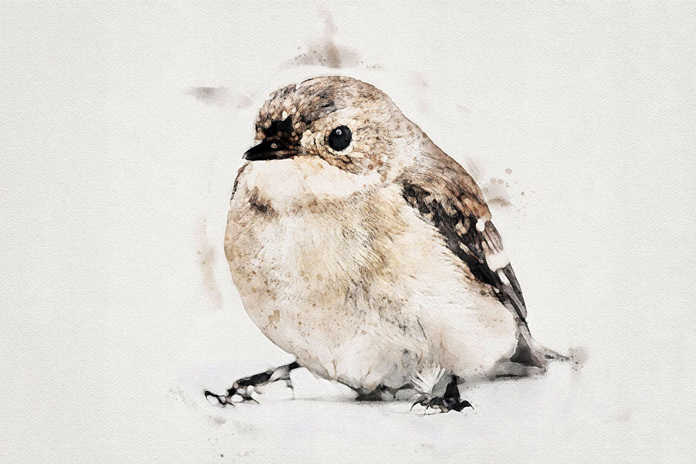 Sparrow Bird