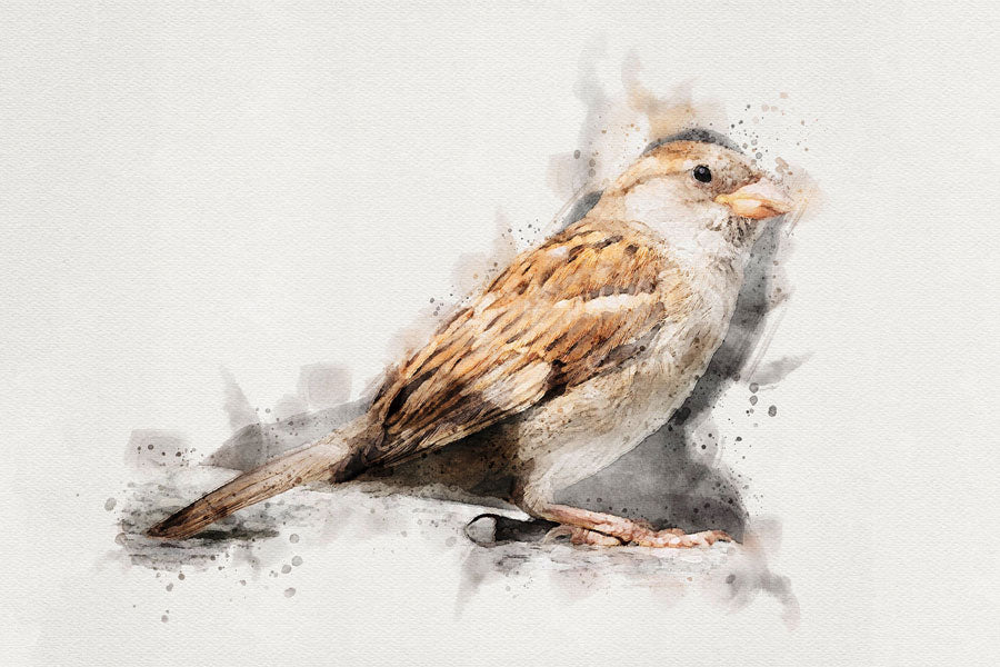 Sparrow Bird