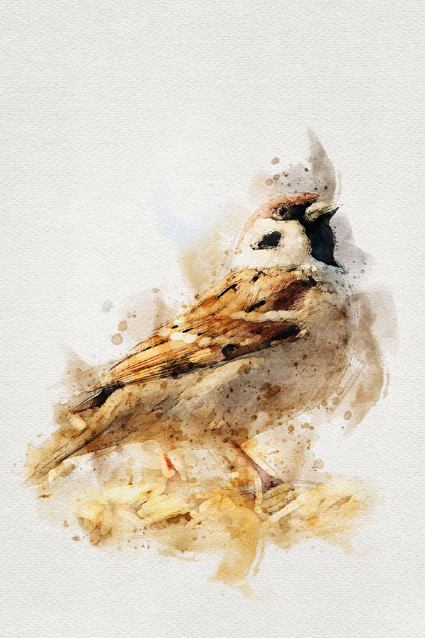 Sparrow Bird
