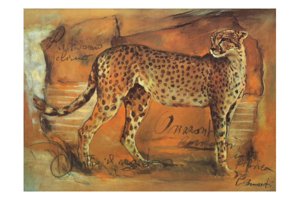 Cheetah