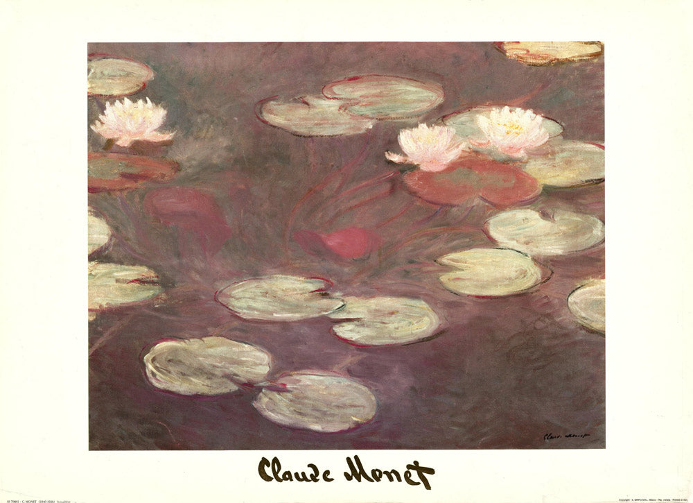 Pink Water Lilies