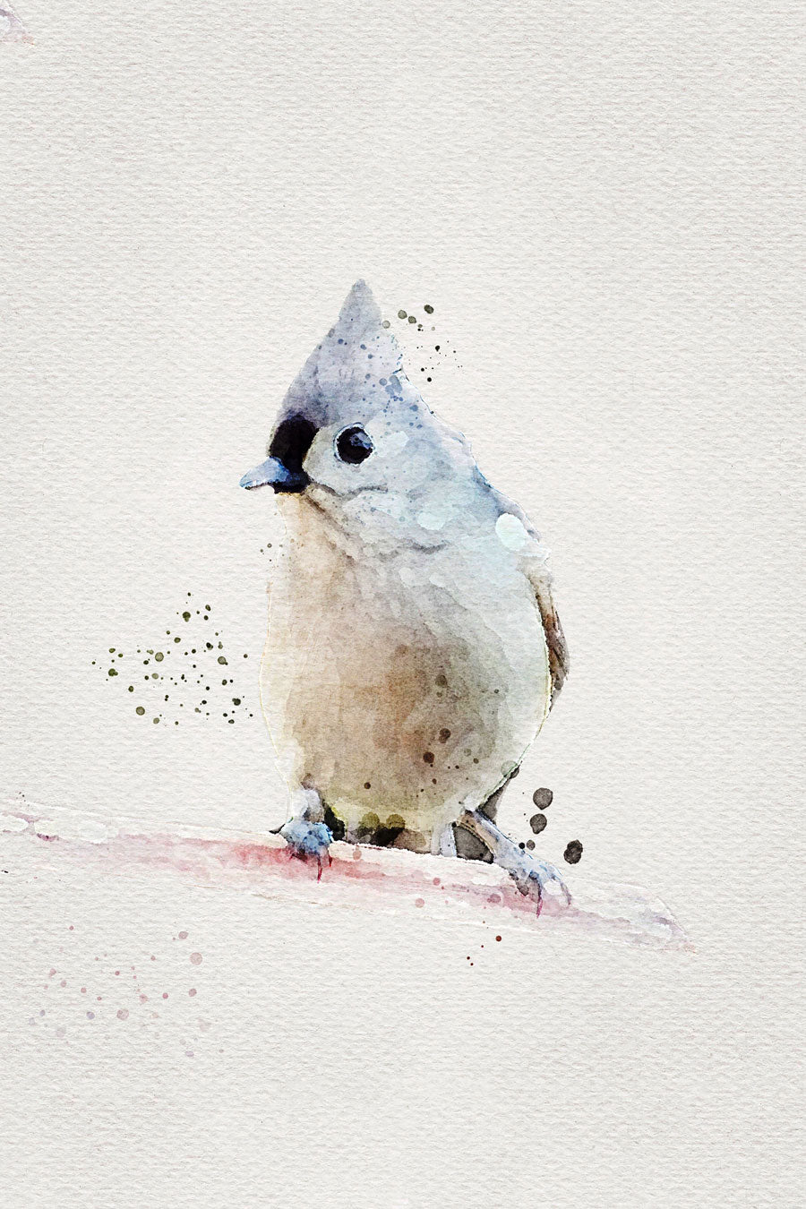 Tufted Titmouse Bird