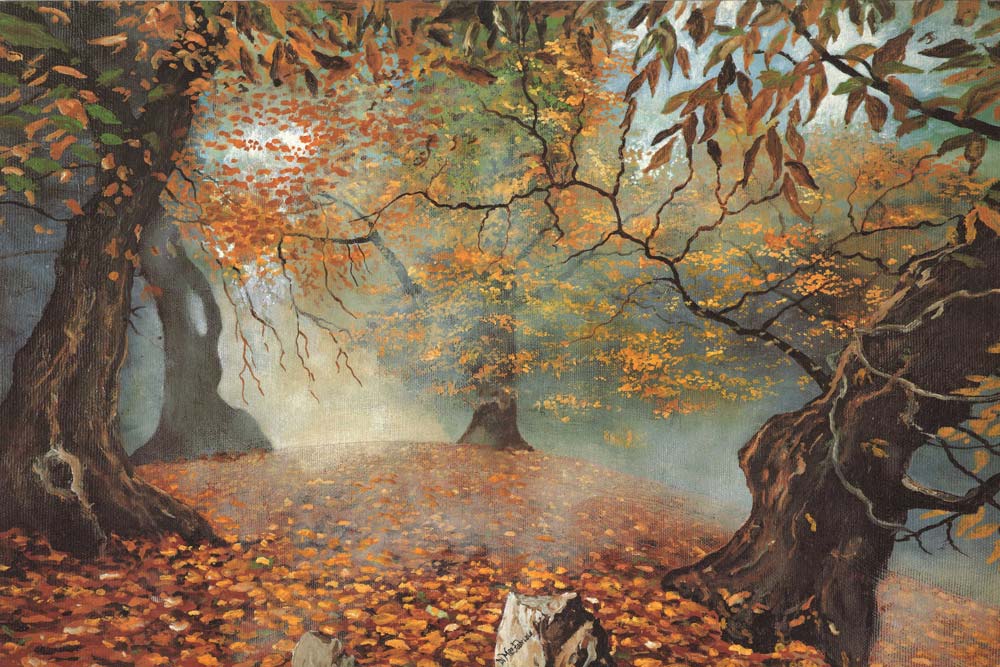 The Forest View