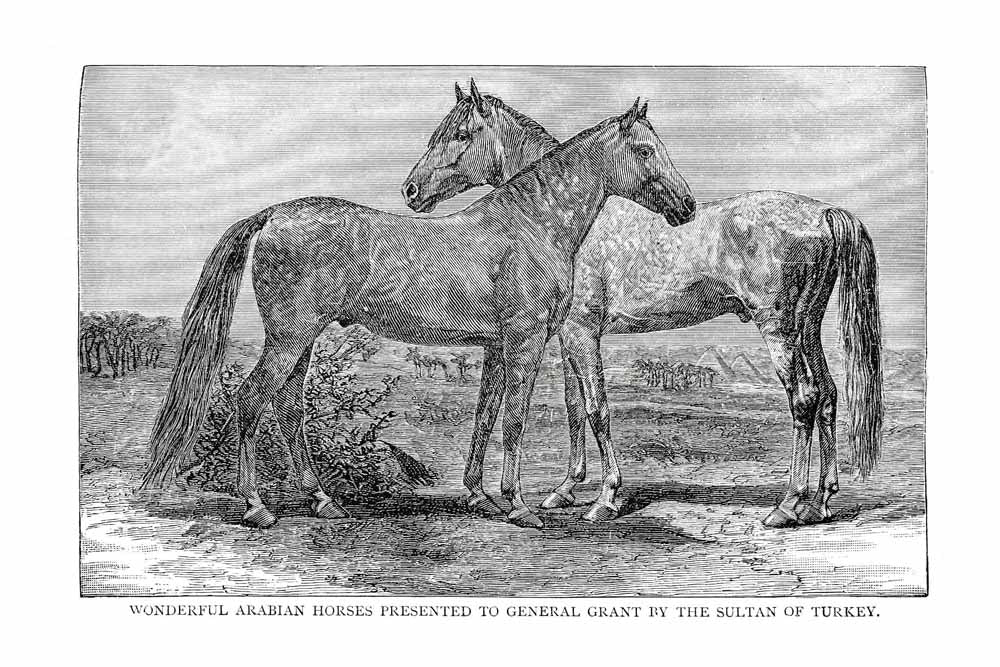 'Wonderful Arabian Horses' Vintage Horse