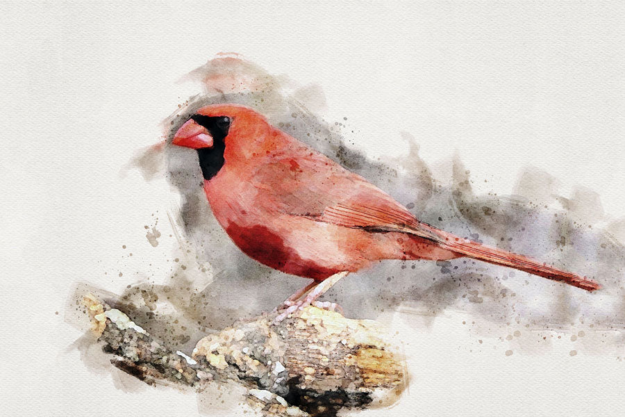 Winter Cardinal Bird