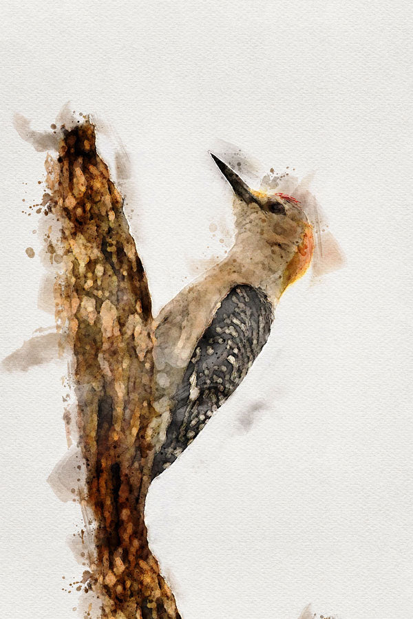 Yellow-bellied Sapsucker Bird