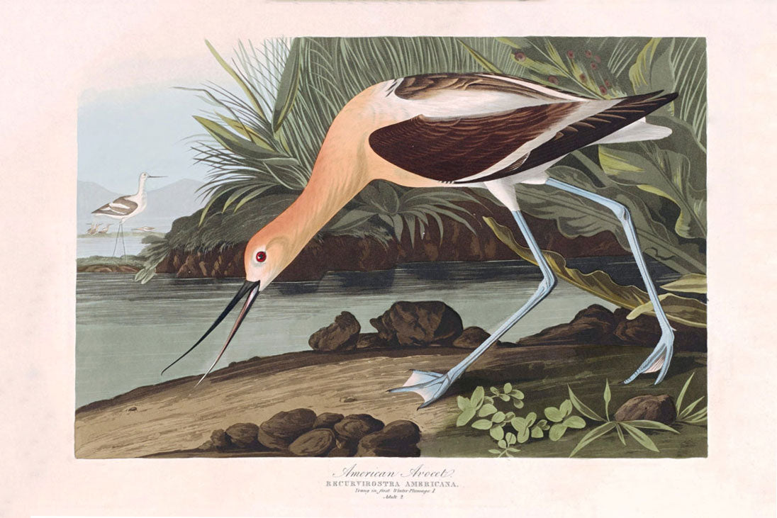 American Avocet Bird