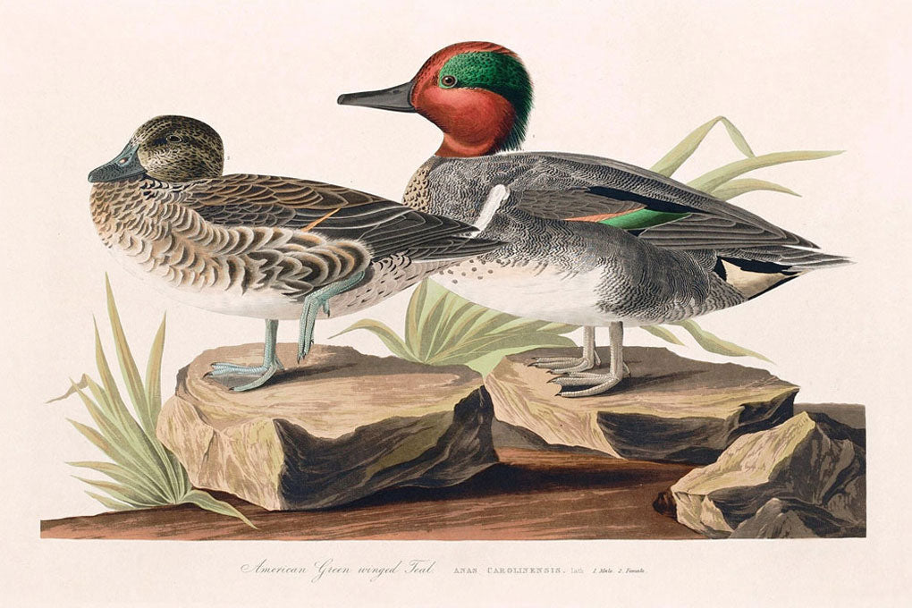 American Green Winged Teal Bird