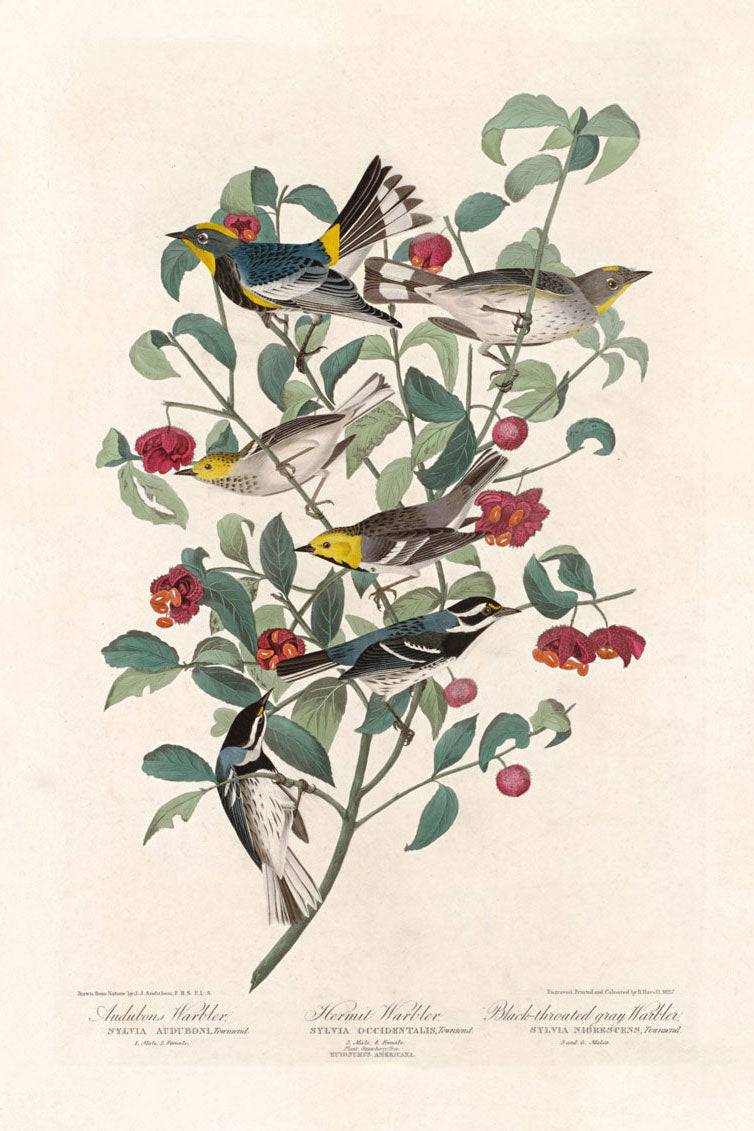 Audubon's Warbler, Hermit Warbler And Black Throated Gray Warbler Birds