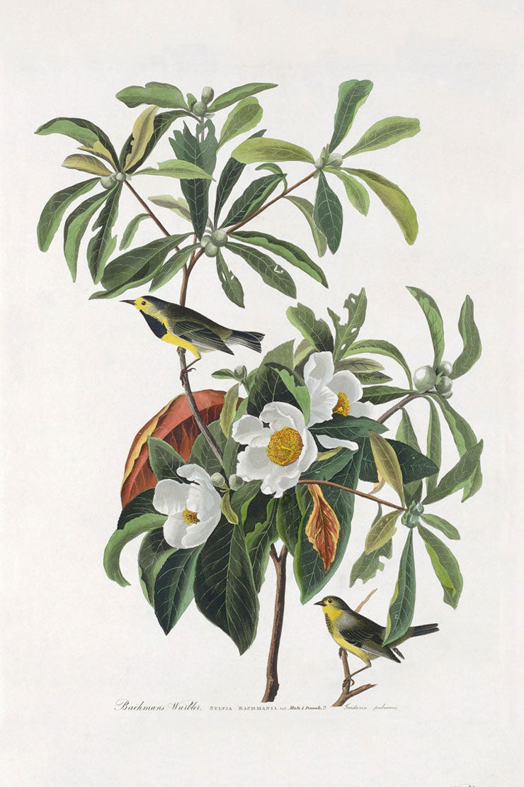 Bachman's Warbler Birds