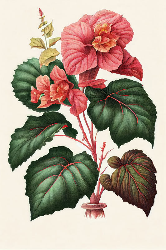 Begonia Flower