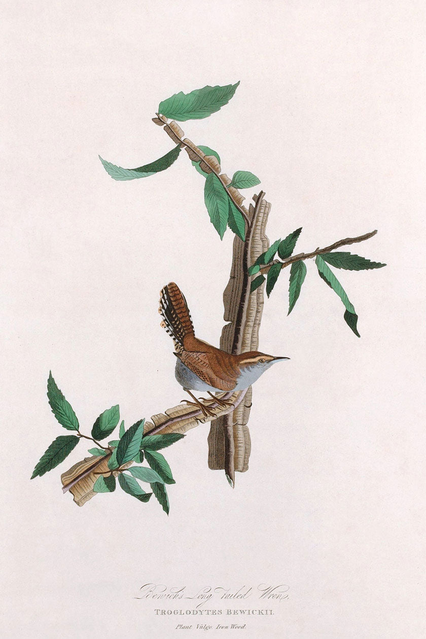 Bewick's Long Tailed Wren Bird