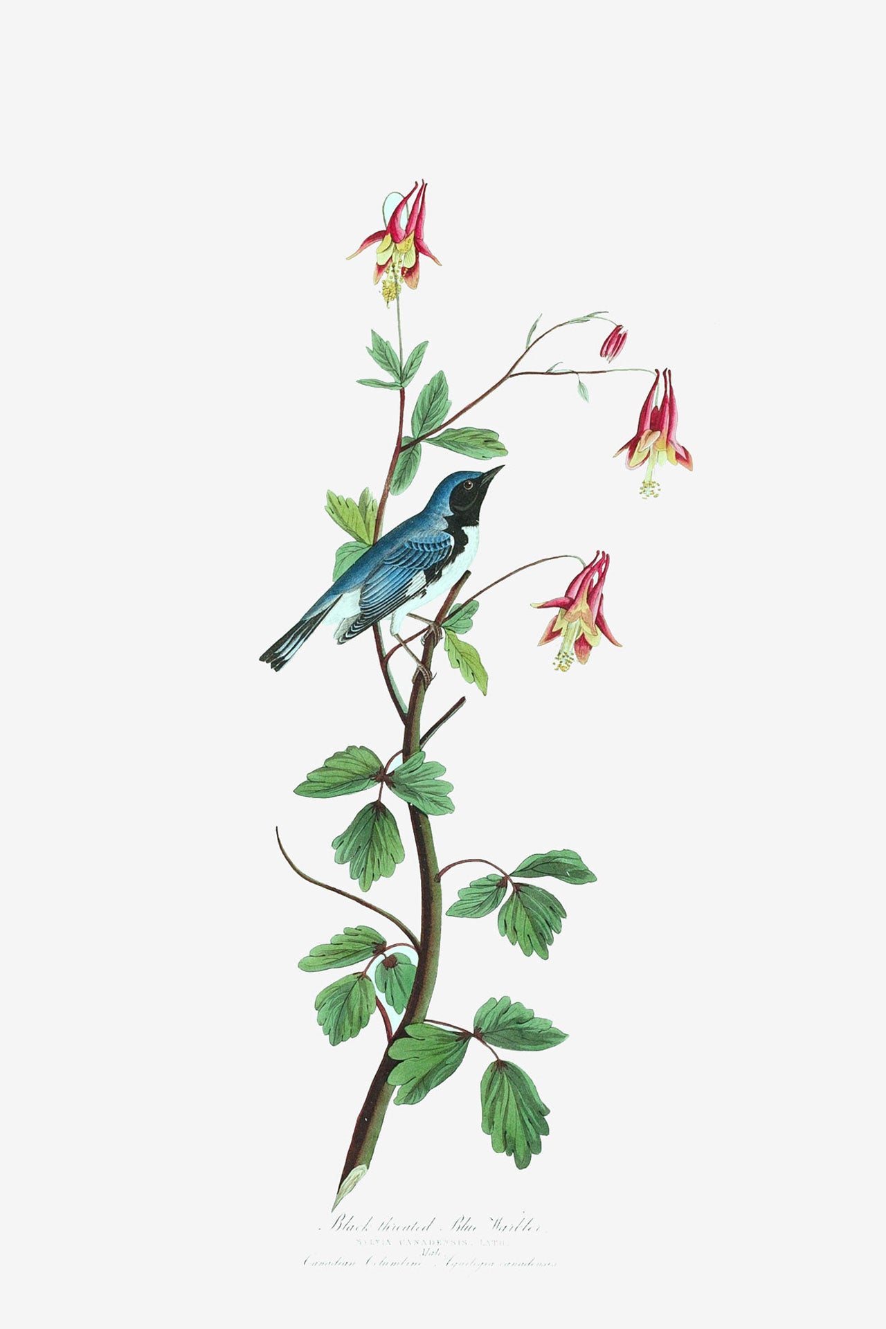 Black Throated Blue Warbler Bird