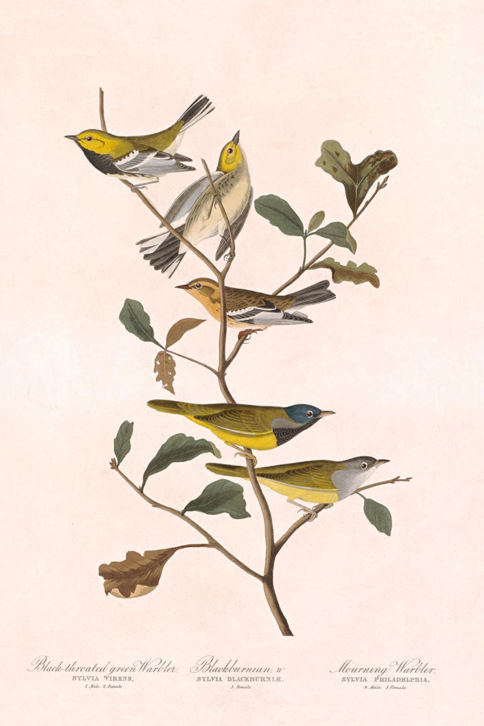 Black Throated Green Warbler, Blackburnian Warbler And Mourning Warbler Birds