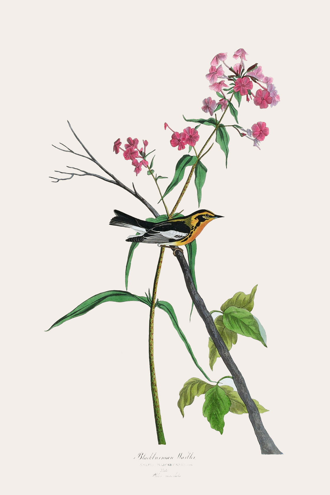 Black burnian Warbler Bird