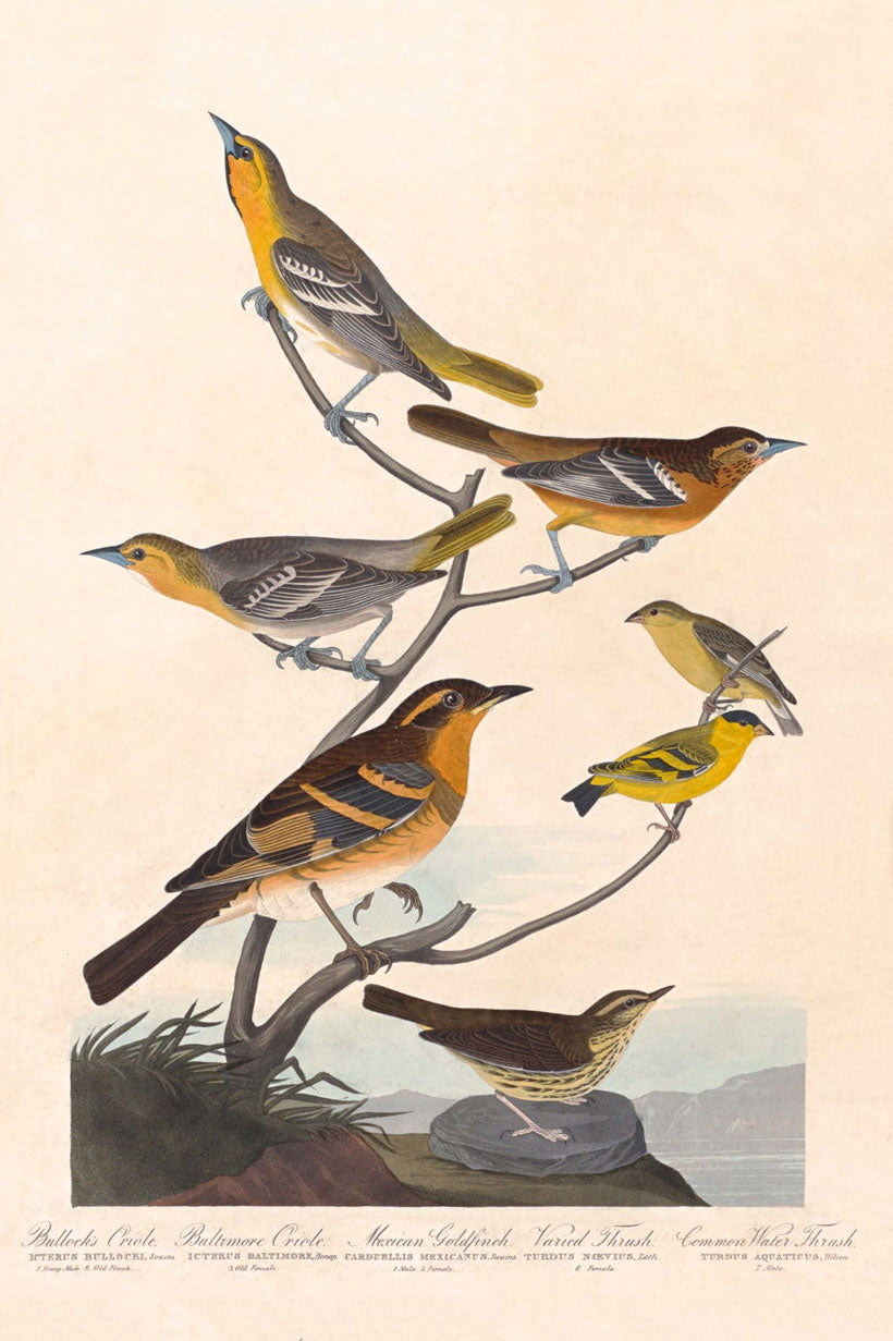 Bullock's Oriole, Baltimore Oriole, Mexican Goldfinch And Varied Thrush Birds