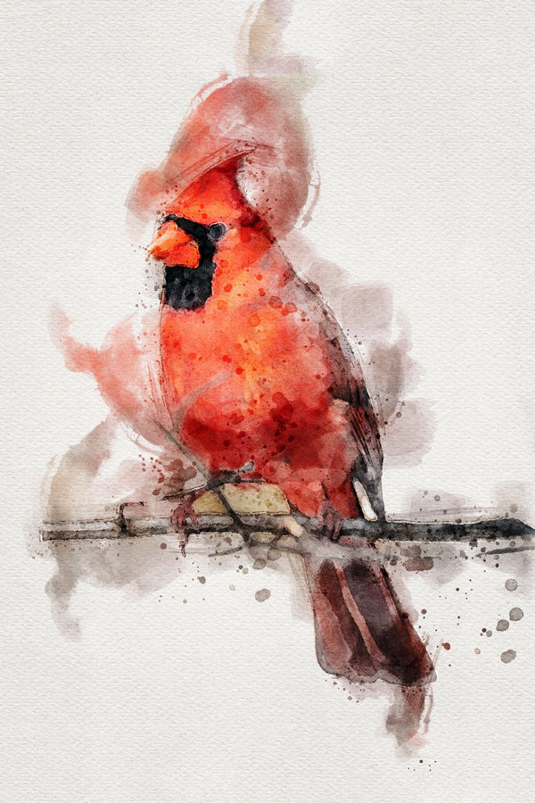 Cardinal Bird