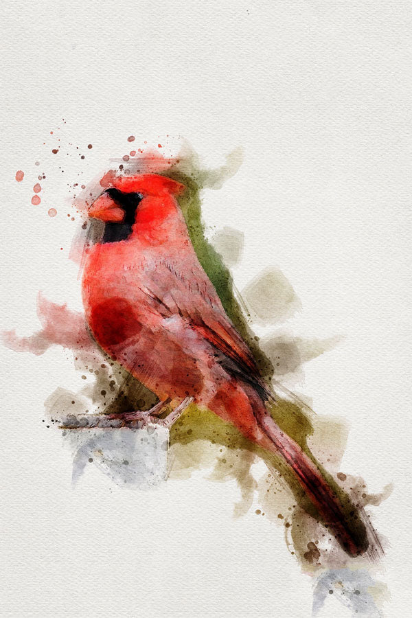 Cardinal Bird