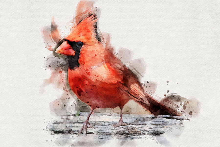 Cardinal Bird