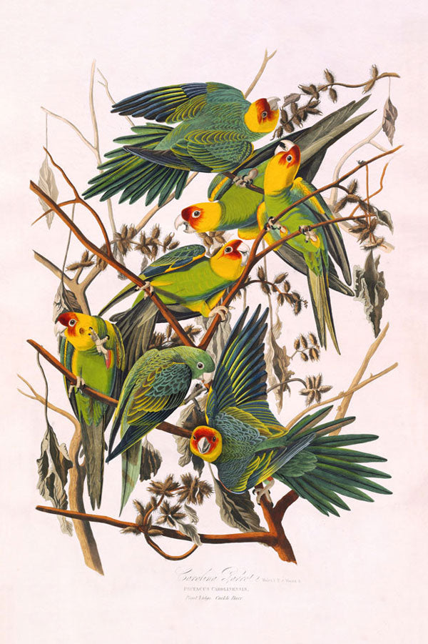 Carolina Parrot Bird